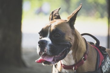 闘犬