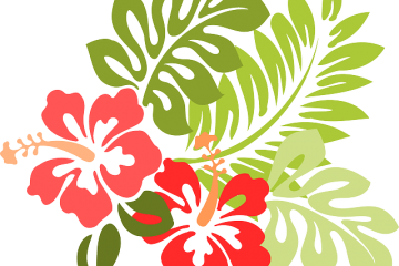 ハイビスカス