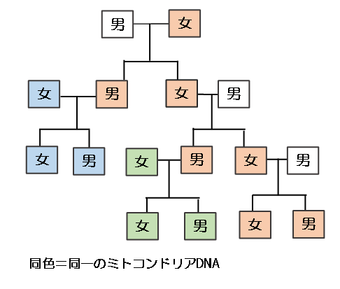 ミトコンドリアDNA家系図
